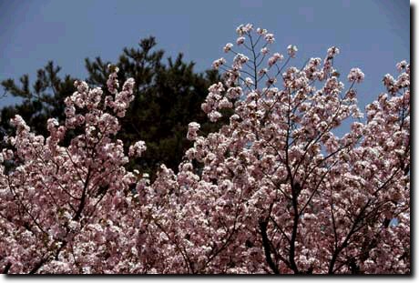針葉樹と桜