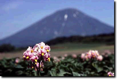 ジャガイモの花と羊蹄山
