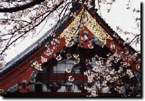 桜の浅草寺